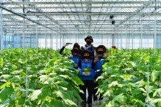 광주광역시 농업기술센터, 청년창업농 인큐베이터 농장 첫 출하