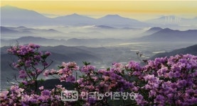 광양시, 백운산 국사봉 핑크빛 철쭉 눈길