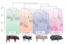 [농진청] 난축맛돈육질 관여 유전자 찾았다