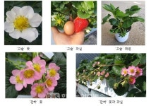 [농진청]  반려식물로 추천!  일 년 내내 꽃피는 국산 딸기고슬
