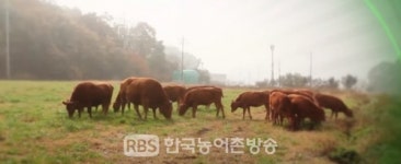 한우 사육기간 단축 기술, 온실가스 저감 효과 기대
