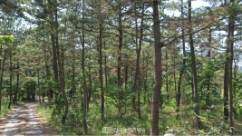 충남도 수루미해수욕장 곰솔림 방제사업 추진