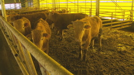 경남도 내년 2월말까지 소·돼지 분뇨 이동제한 명령