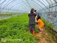 김포시 농업인의 날 대상 심필순 씨...미나리 스콘·차 개발해 미나리 매력 널리 알릴 것