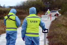 경기도 내 닭·오리 등 방사 사육 내년 2월까지 금지