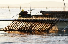 해남군, 고품질 김 생산 지원 박차…15종 사업에 153억 투입
