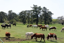 제주도 축산진흥원, 천연기념물 347호 제주마 46마리 공개 경매…기초가격 최고 97만원