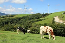 동물복지 축산물 선호하는 소비자 67%...구매 의향도 높다