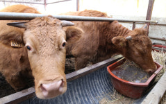 가축분뇨·악취 잘 관리하면 환경친화축산농장 지정…직불금 20%↑