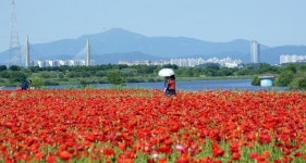 나주 영산포 홍어 축제..숙성 홍어 → 꽃양귀비 오감 만족