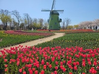 순천만국가정원, 화사한 봄꽃 물결 장관 연출