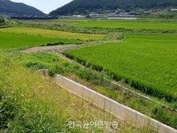 전북 쌀 신동진 지켰다… 농식품부, 신동진 보급종 공급 유지