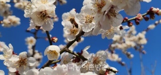 제25회 광양매화축제, 1월 말 개최일 확정..입장료 1000원 인상