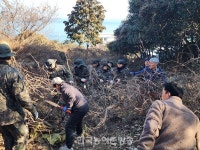 여수 임포마을 500년 동백나무 군락지, 칡넝쿨 제거로 생태 회복 민·군이 살렸다