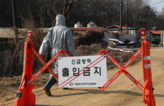 경기 연천 돼지농장 ASF 발생…24시간 일시이동중지
