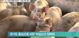 [티브로드][전주]'돼지 열병 막아라!'…유입 차단 총력