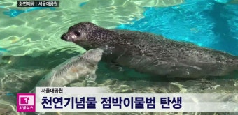 [티브로드]<서울>서울대공원, 천연기념물 점박이물범 탄생
