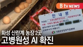 [B tv 기남뉴스]화성 산란계 농장 2곳 고병원성 AI 확진
