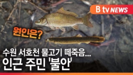 [B tv 수원뉴스]수원 서호천 물고기 떼죽음...인근 주민 불안