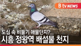 [B tv 한빛뉴스]도심 속 비둘기 애물단지...시흥 정왕역 배설물 천지