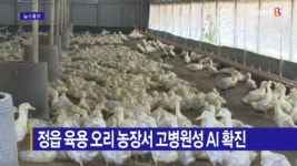 [B tv 전주뉴스] 정읍 육용 오리 농장서 고병원성 AI 확진