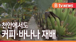 [B tv 중부뉴스]커피·바나나...천안에서도 쑥쑥