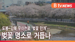 [B tv 서울뉴스] 도봉-강북 우이천로 벚꽃 만개… 벚꽃 명소로 거듭나
