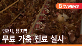 [B tv 인천뉴스] 인천시, 섬 지역 무료 가축 진료 실시