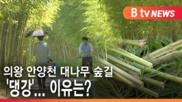 [B tv abc뉴스] 의왕 안양천 대나무 숲길 댕강...이유는?