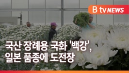 [B tv 전주뉴스] 장례용 국화 80% 일본 품종…국산 대체 속도
