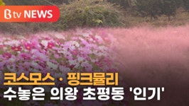 [B tv abc뉴스] 코스모스ㆍ핑크뮬리 수놓은 의왕 초평동 인기