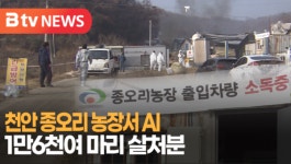 [B tv 중부뉴스]천안 종오리 농장서 AI...1만6천여 마리 살처분