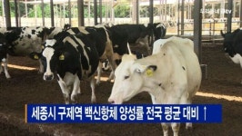 [B tv 세종뉴스]세종시 구제역 백신항체 양성률 전국 평균 대비 ↑