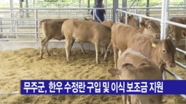 [B tv 전주뉴스] 무주군, 한우 수정란 구입 및 이식 보조금 지원