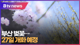 [B tv 부산뉴스] 부산 벚꽃... 27일 개화 예정