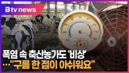 폭염 속 축산농가도 비상…구름 한 점이 아쉬워요 (B tv 기남뉴스)