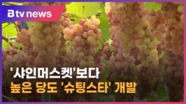 솜사탕 향 포도 슈팅스타 개발…묘목 보급 중 (전주)