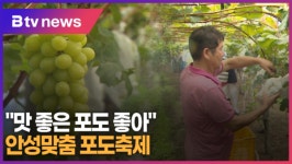 맛 좋은 포도 좋아 안성맞춤 포도축제 (B tv 기남뉴스)