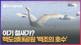여기 철새가, 맥도생태공원 백조의 호수 (B tv 부산뉴스)
