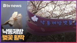 낙동제방... 벚꽃 활짝 (B tv 부산뉴스)
