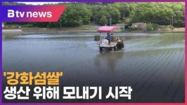 강화섬쌀 생산 위해 모내기 시작 (B tv 인천뉴스)