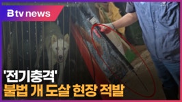 전기충격 불법 개도살 현장 적발 (B tv 수원뉴스)