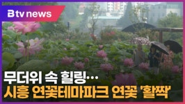 무더위 속 힐링…시흥 연꽃테마파크 연꽃 활짝 (B tv 한빛뉴스)