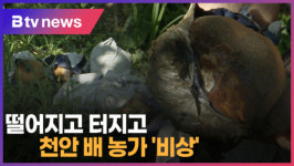[B tv 중부뉴스]떨어지고 터지고...천안 배 농가 비상