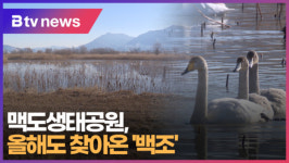 맥도생태공원, 올해도 찾아온 백조 (B tv 부산뉴스)