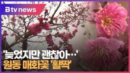 늦었지만 괜찮아... 원동 매화꽃 활짝 (B tv 부산뉴스)