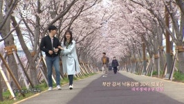 [THE 영상] 부산 강서 낙동강변 30리 벚꽃길
