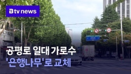 공평로 일대 가로수 은행나무로 교체