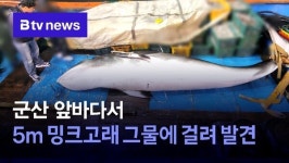 군산 앞바다서 5m 밍크고래 그물에 걸려 발견