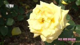 [THE 영상] 부산 화명동 장미공원